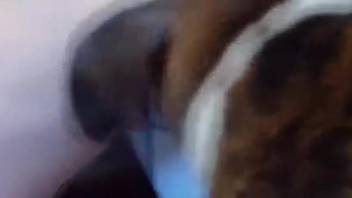Voluptuous tramp flaunting her rear and screwing canines