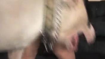 Voluptuous-assed beast-lover being screwed by a perverted creature