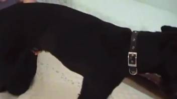 Masked babe welcomes a canine into her pussy