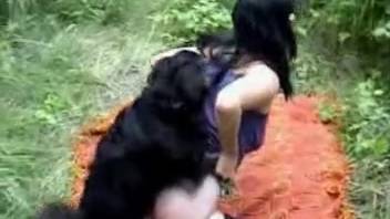 Tiny black canine manages to enter the brown-haired woman from behind in doggy position