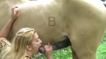 Pair of Latina beauties tag-team a massive horse cock