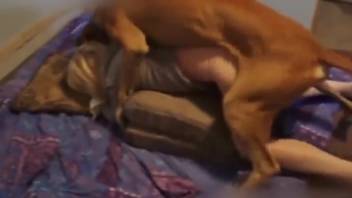 Canine penetrates alluring woman from the rear until she ingests his load
