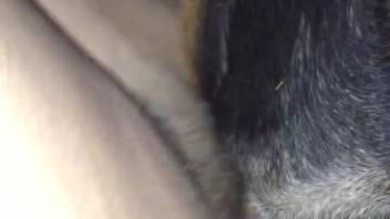 Well-endowed dude banging a filthy beast in a close-up flick