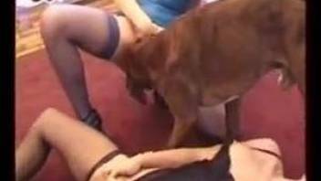 Hardcore sex session with two MILFs and their dogs