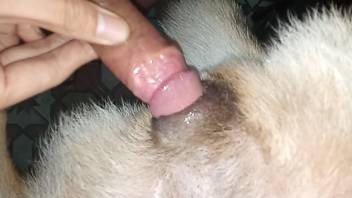 Hairy cock dude fucking a submissive animal DEEP