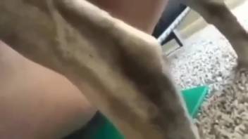 Canine cock destroys a filthy woman's juicy cunt