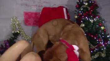 Christmas time animal sex with a brunette stunner in a red mask