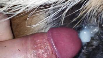 Flawless female horse vagina is filled with warm seed