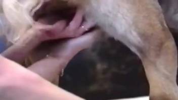 Blonde licking all over a dog's penis for the camera