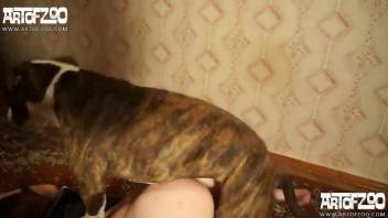 Maid shows off her slutty side by having wild sex with the dog
