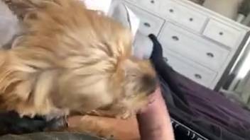 Fluffy pooch laps at master's dick while he jacks off on webcam