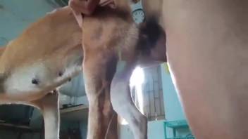 Narrow rear hole of a lustful bitch gets pounded absurdly
