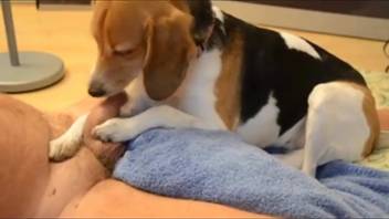 Filthy pup tonguing that stunning cock everywhere