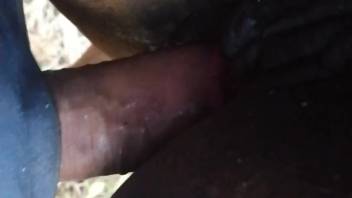 Guy brutally screws a horse in authentic clips of homemade bestiality
