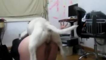 Explosive doggystyle anal fucking with a white mutt