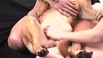 Sexy ladies relishing intense intercourse with a brown canine