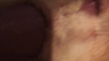 Aroused guy roughly penetrates fluffy bovine's rear in brutal bestiality