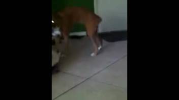 Huge canine dick for busty lady's soaked cunt in domestic bestiality