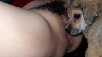 Hairy zoophilic pussy pleasured by a sexy dog
