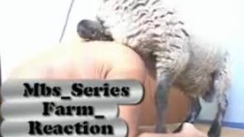 Ram penetrates lady's vagina in a complete DIY beastiality spectacle