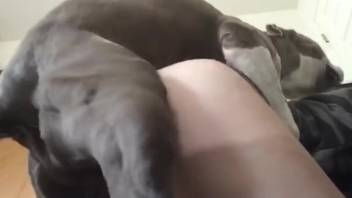 Extremely wicked beast bangs that woman doggy style