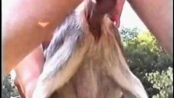 Outdoor orgy featuring a very sexy animal with a tight cunt