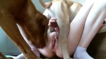 Dog sniffs woman's wet pussy then proceeds with fucking her