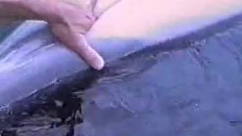 Guy stimulating a dolphin's vagina in a steamy zoo clip