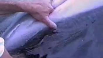 Filthy scuba diver thrusts his rigid fingers into the snug orifice of a hot dolphin