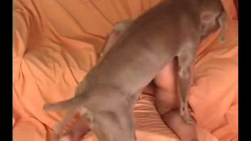Homemade beast lover internal cumshot following animal sex with personal pet