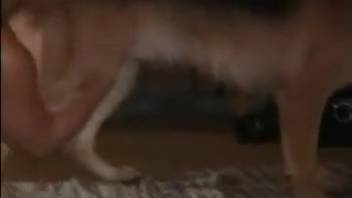 Amateur footage of a lady having intercourse with her German Shepherd dog