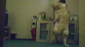Gorgeous dog pounds that ripe small vagina on film