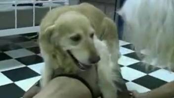 Two naughty girlfriends are eager for this mutt to bang them