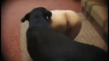 Explicit homemade bestiality videos featuring two sexy ladies