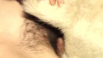 Cock sucking babe wants the dog penis in her hairy cunt