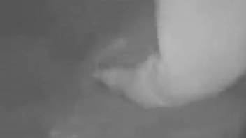 Guy crept into barn for receptive butt sex with horse