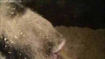 Incredible bestiality show captured on video