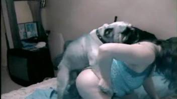 Sexy female drives a big dog cock into her shaved cunt