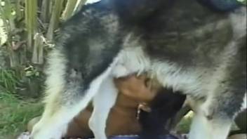 Brutal outdoor canine encounters with two inexperienced sluts in heat