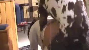 Dog trainer is ready for sexual contact with spotty Great Dane