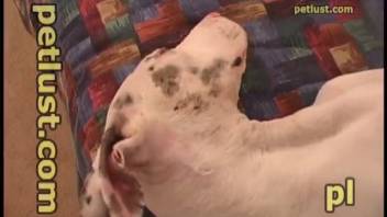 Aroused man vigorously fucks his canine companion intensely and ensures to capture the entire scene on video